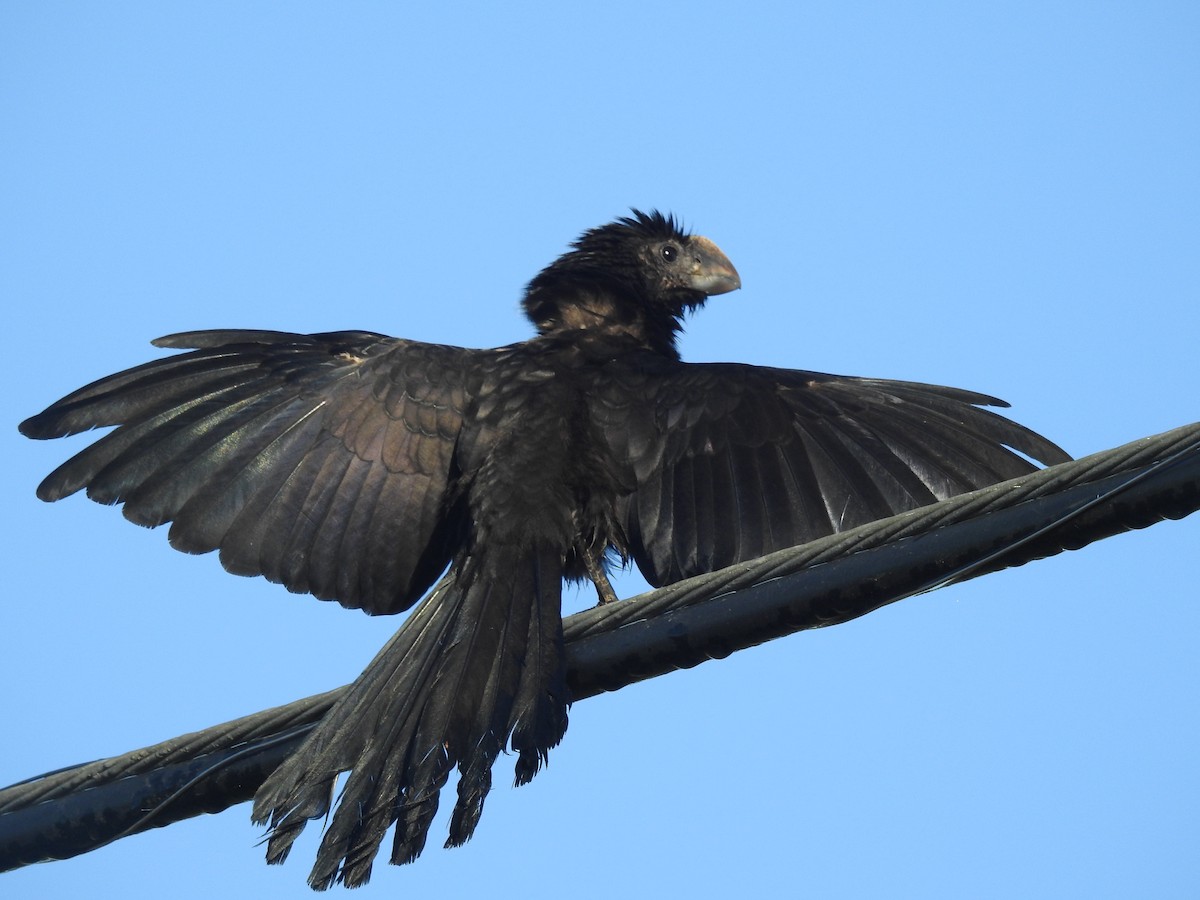 Smooth-billed Ani - Colleen Cowdery