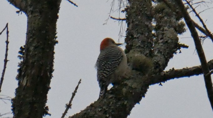 Red-bellied Woodpecker - Michelle Smith