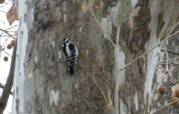 Downy Woodpecker - ML511601571