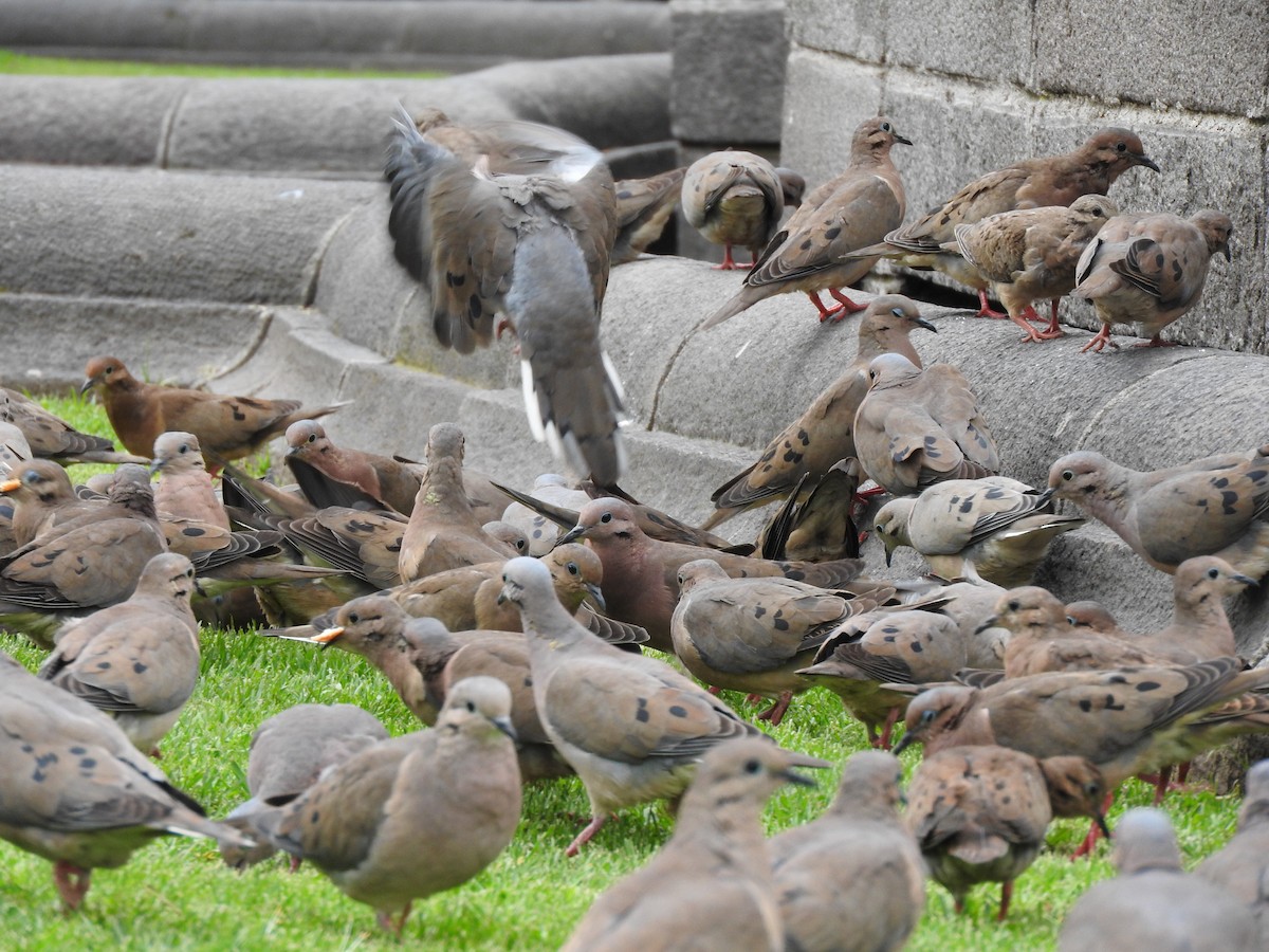 Eared Dove - ML51160261