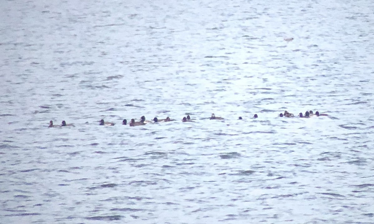 Lesser Scaup - ML511603481