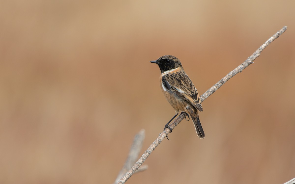 European Stonechat - ML511606741