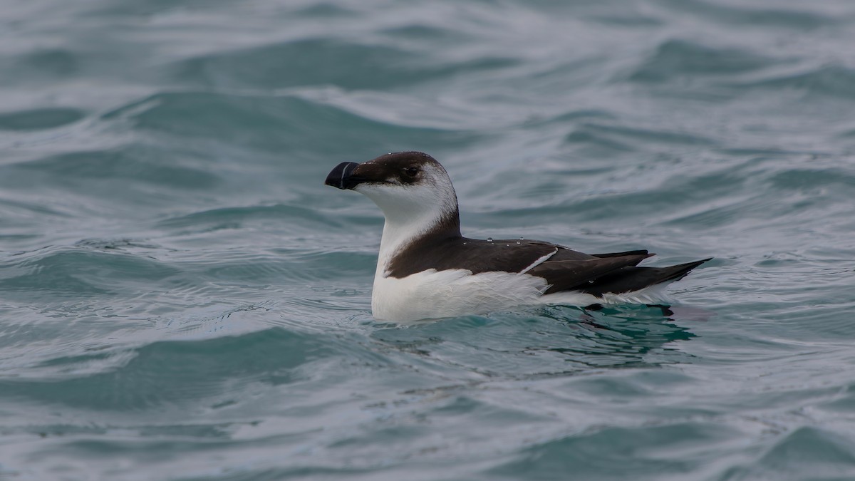 Razorbill - Odysseas Froilán Papageorgiou