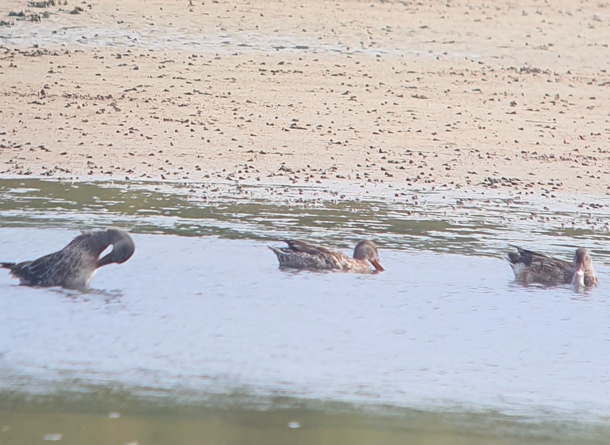 Northern Shoveler - ML511608051