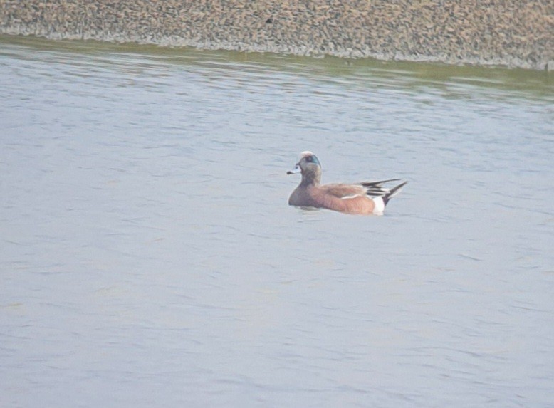 American Wigeon - ML511608121