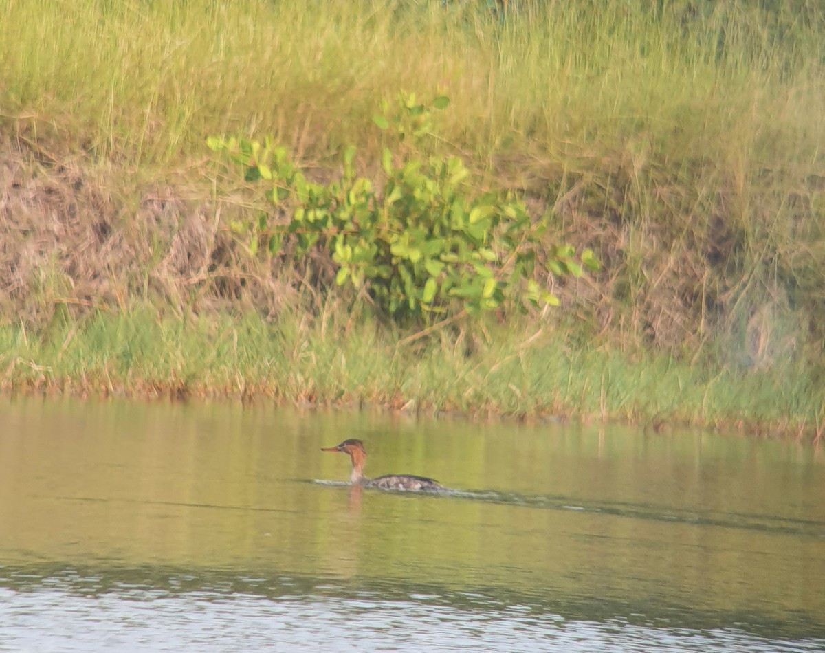 Red-breasted Merganser - ML511608191