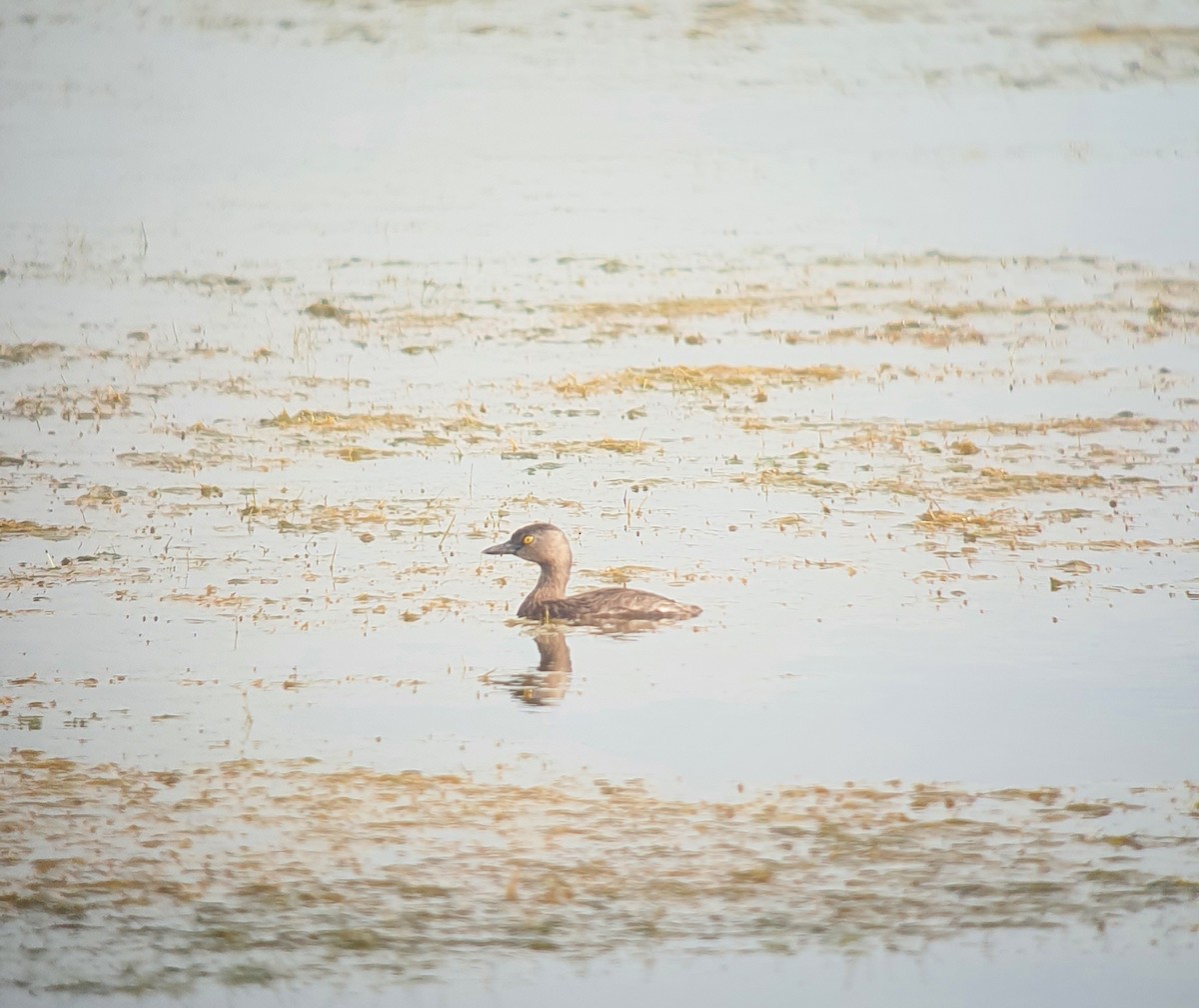 Least Grebe - ML511608261