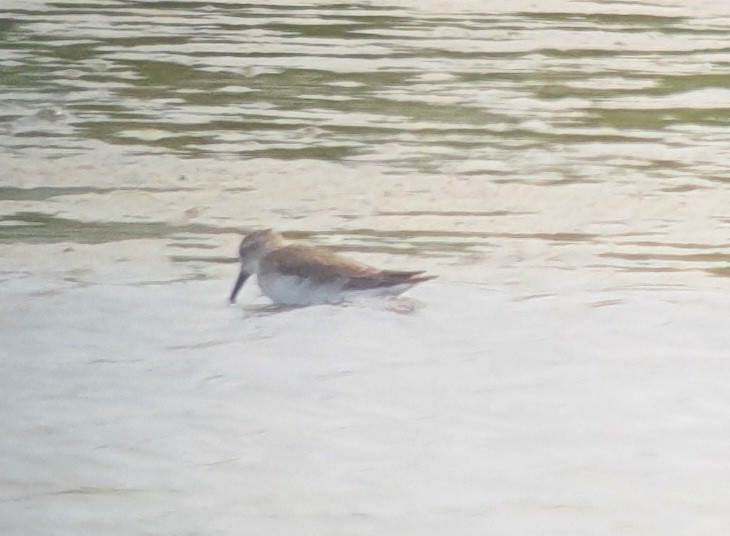 Dunlin - ML511608321