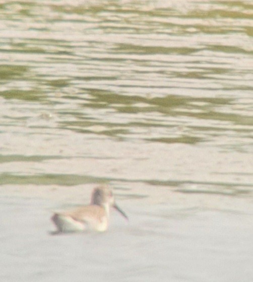 Dunlin - ML511608331