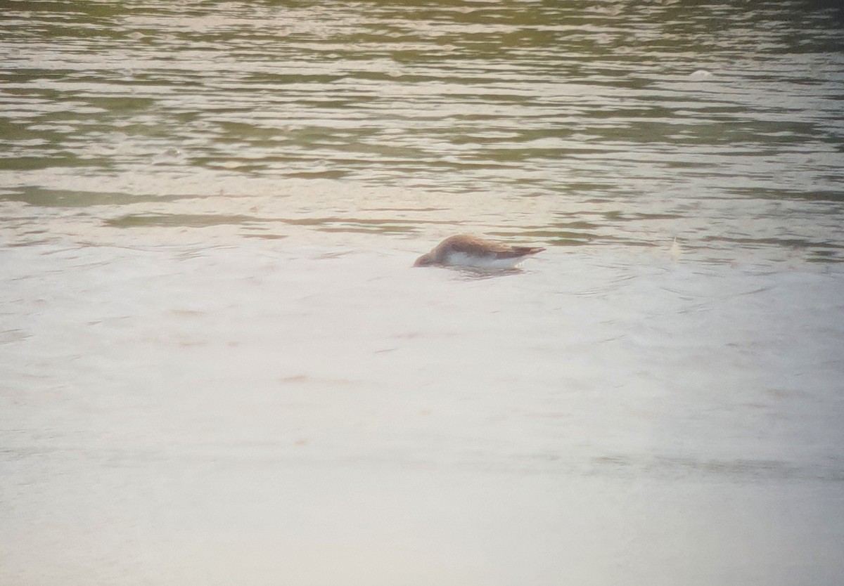 Dunlin - ML511608341