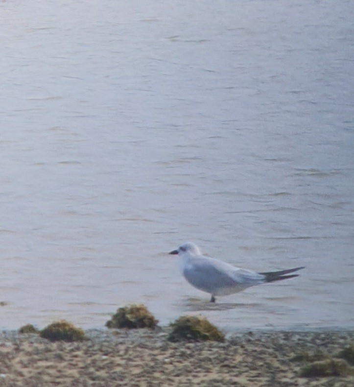 Gull-billed Tern - ML511608381