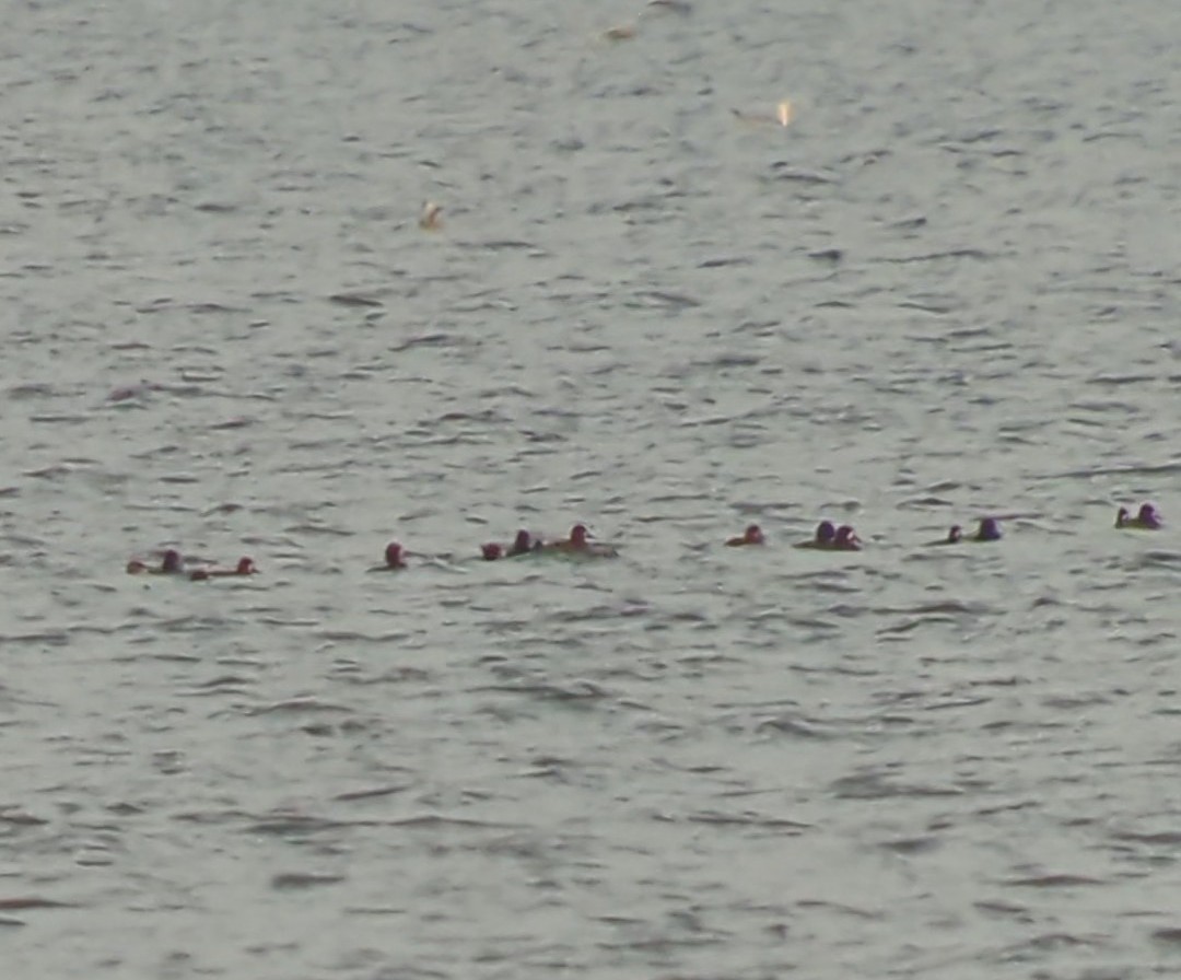 Lesser Scaup - ML511609171