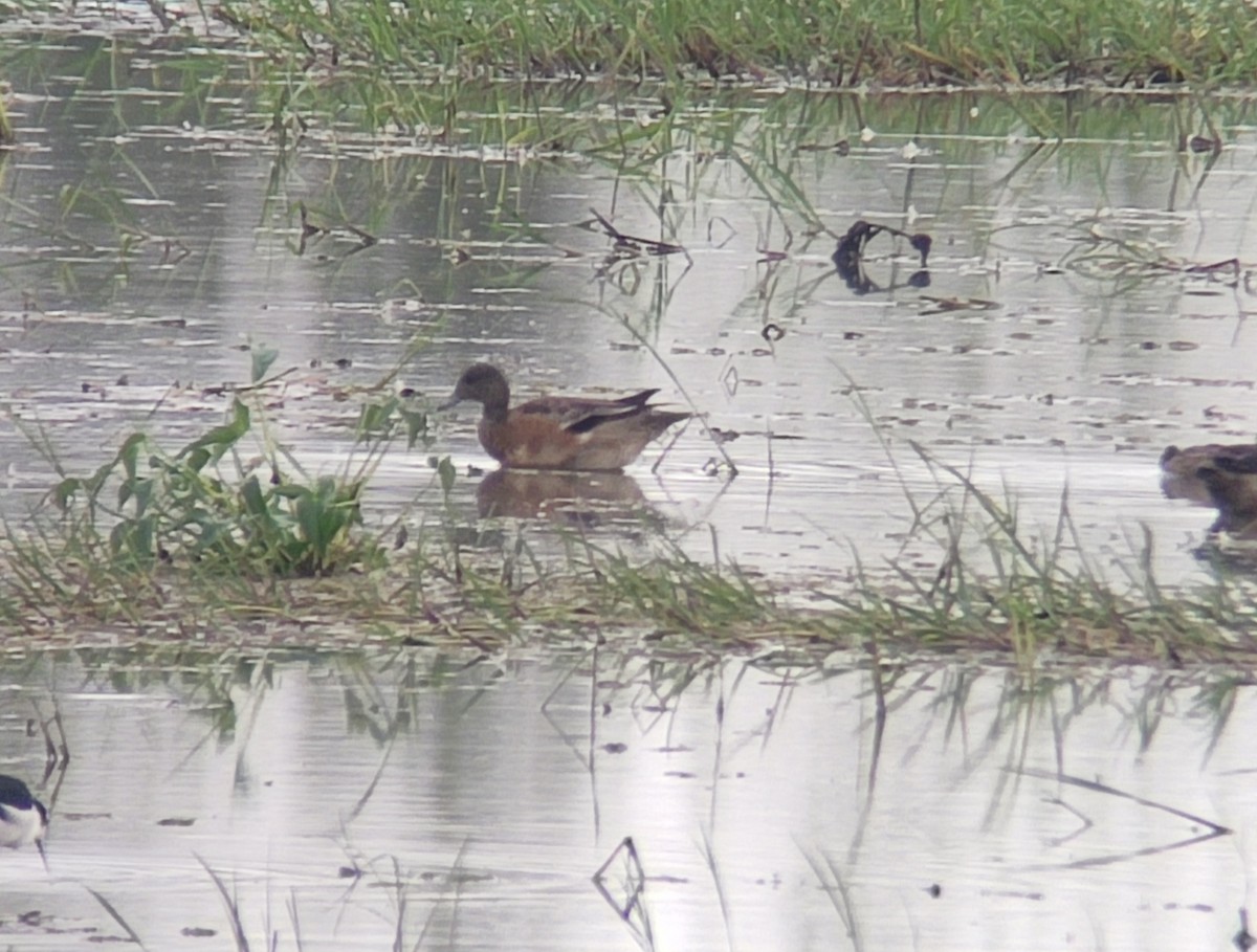 American Wigeon - ML511609491