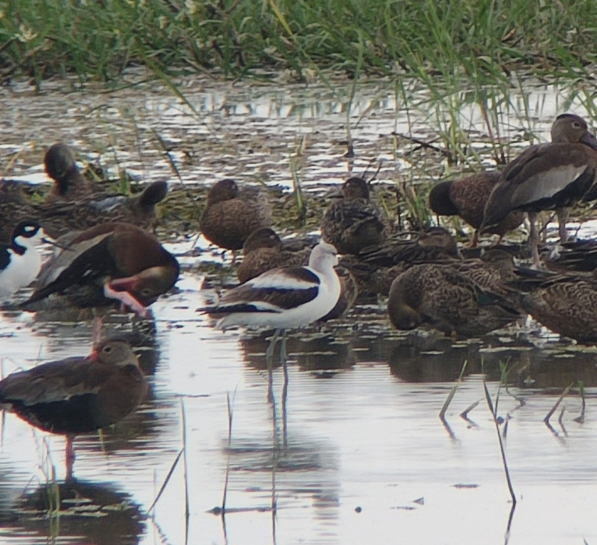 American Avocet - ML511609551