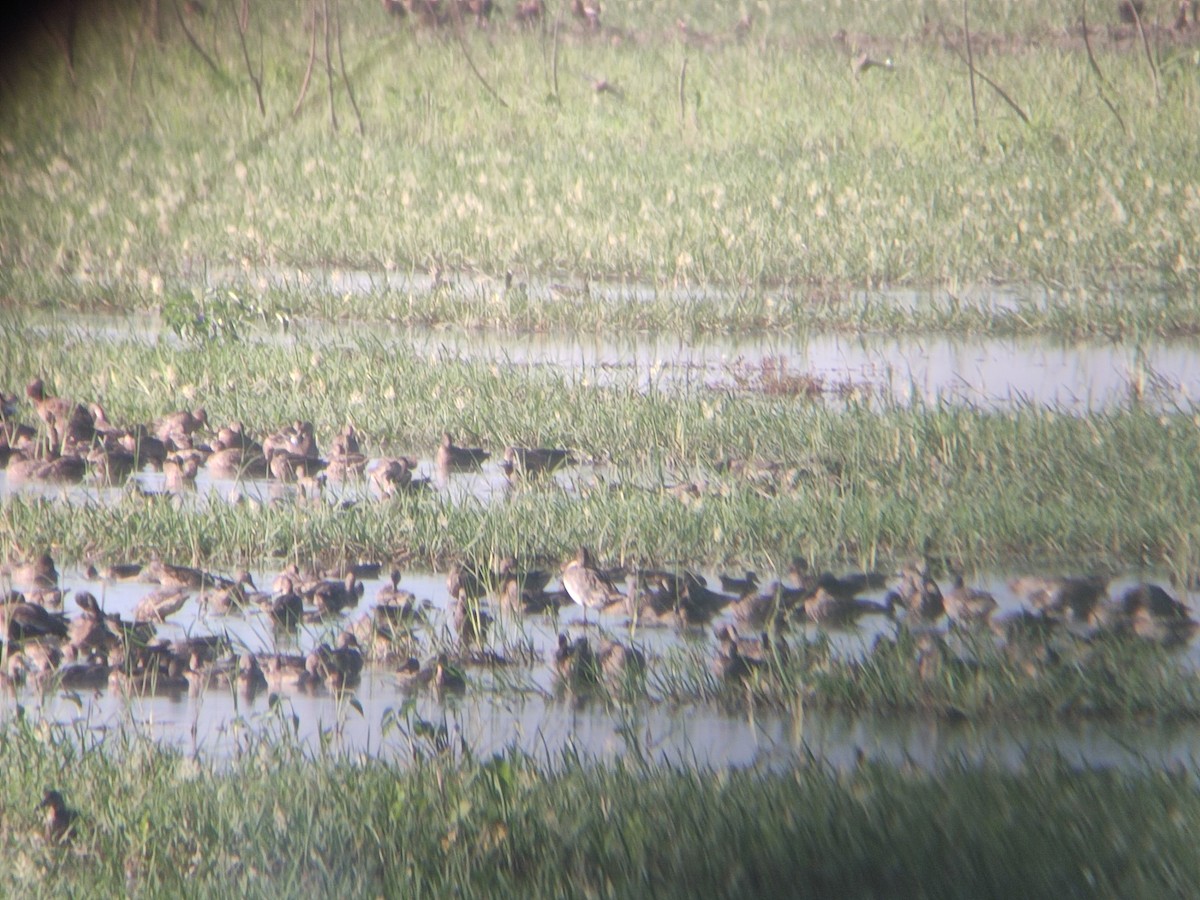 Northern Pintail - ML511609901