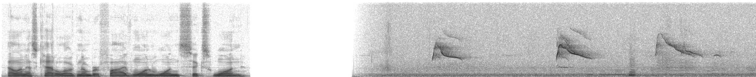 jestřáb americký - ML51161