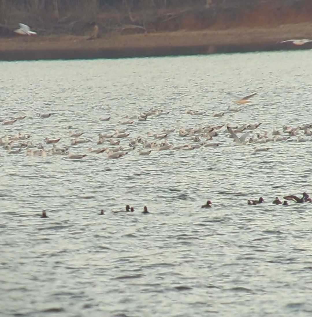 Lesser Scaup - ML511610161