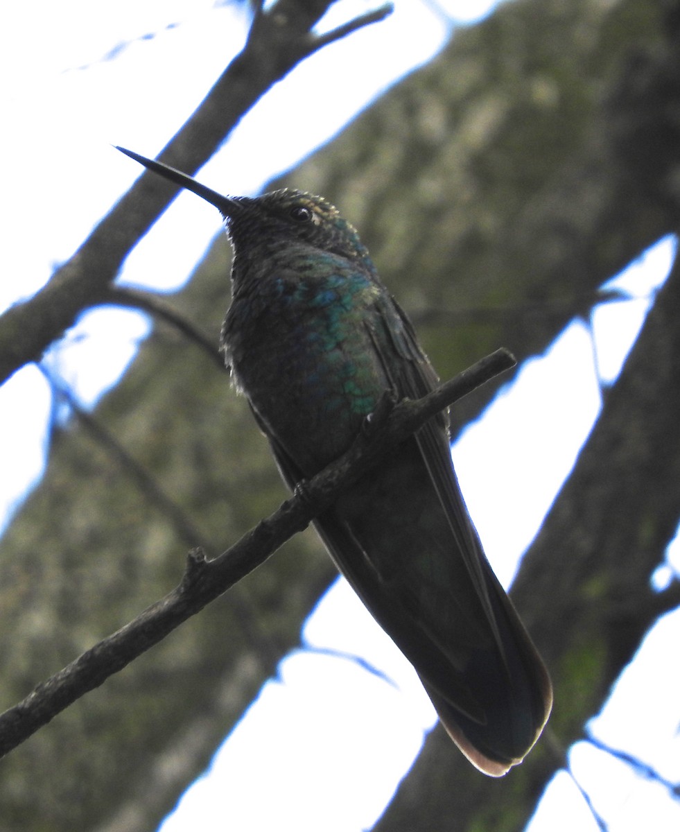 Sparkling Violetear - Cole Gaerber