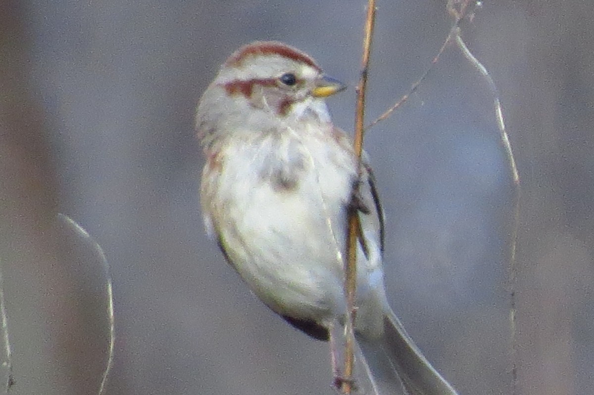 American Tree Sparrow - ML511612551