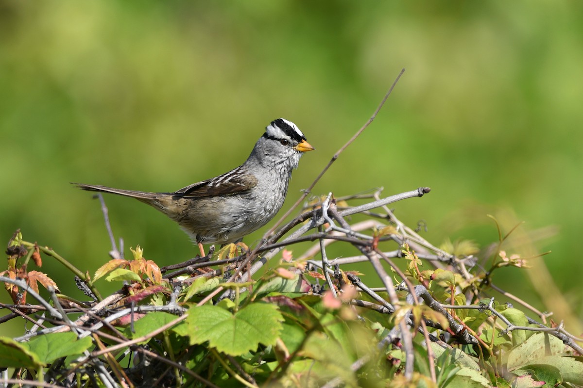 White-crowned Sparrow (Gambel's) - ML511613131