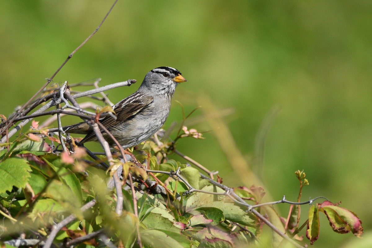 strnadec bělopásý (ssp. gambelii) - ML511613141