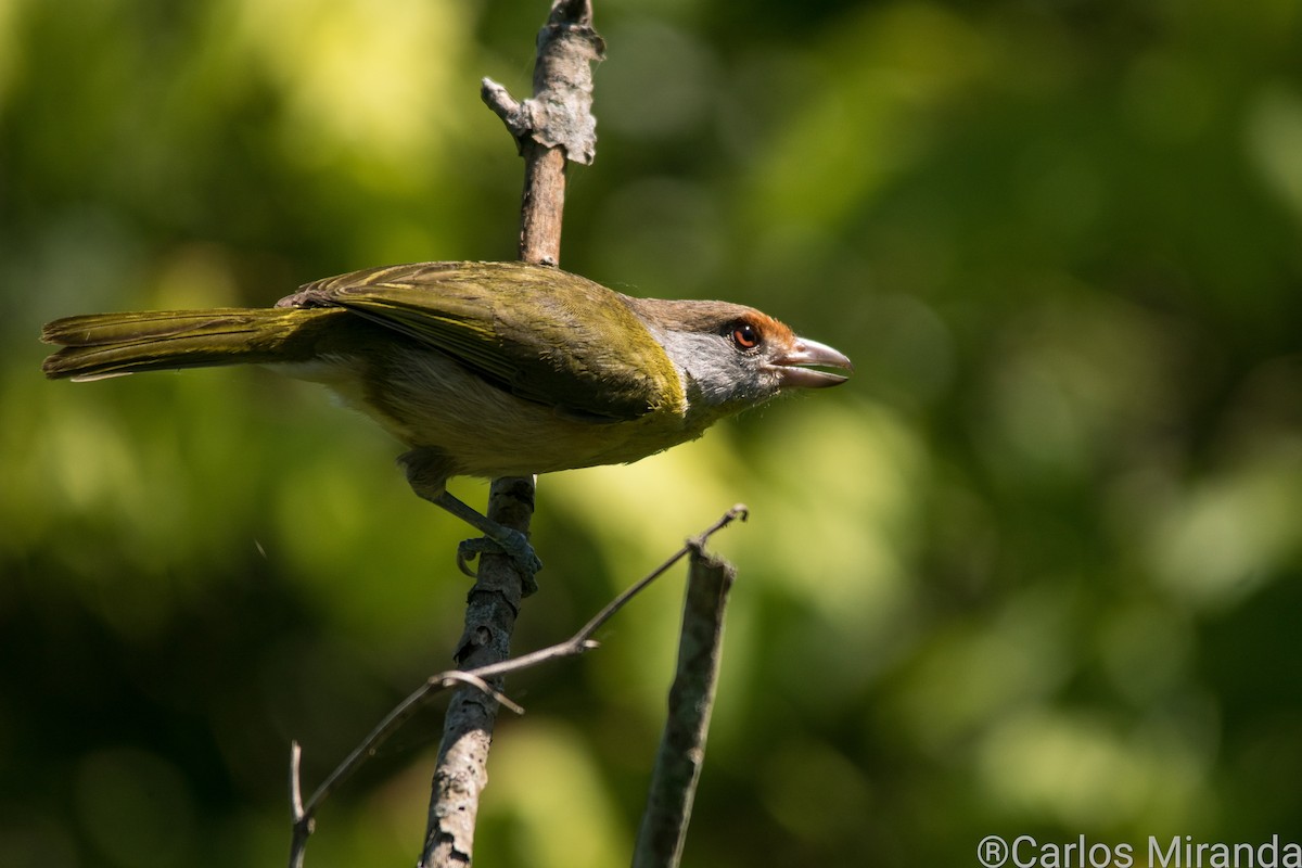 Rufous-browed Peppershrike - ML511615201