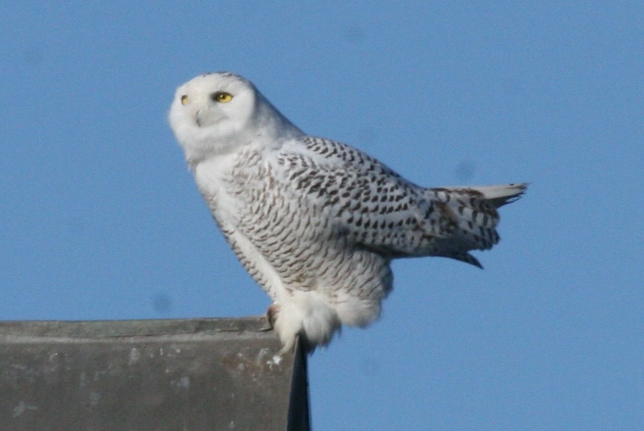 Snowy Owl - ML51161521