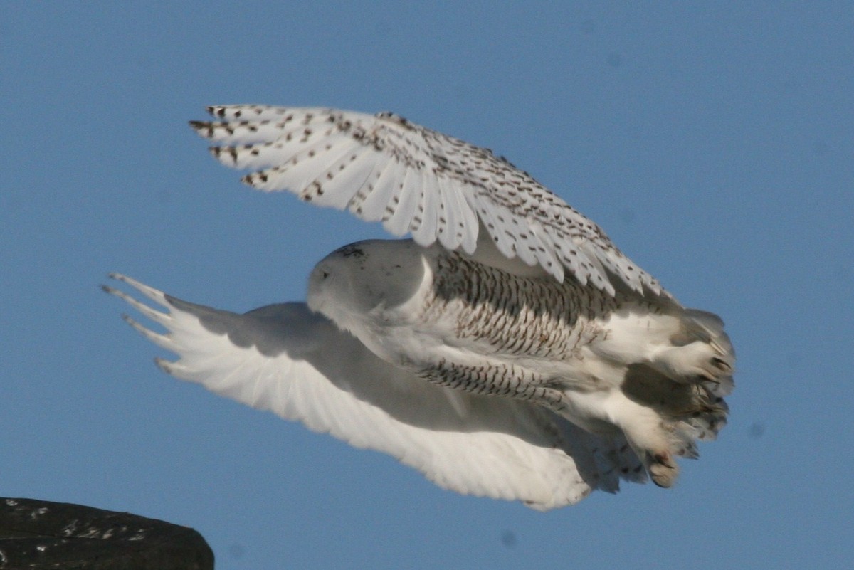 Snowy Owl - ML51161541