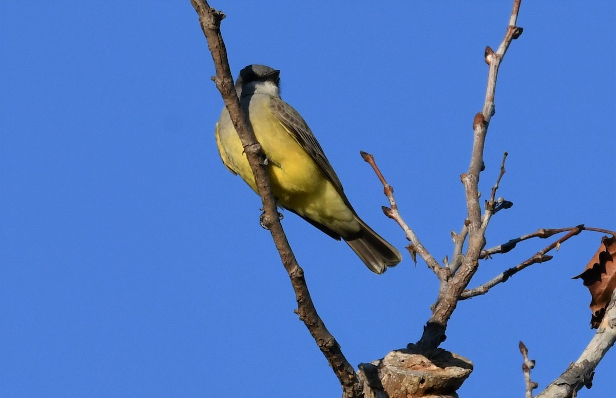 Cassin's Kingbird - ML511615801