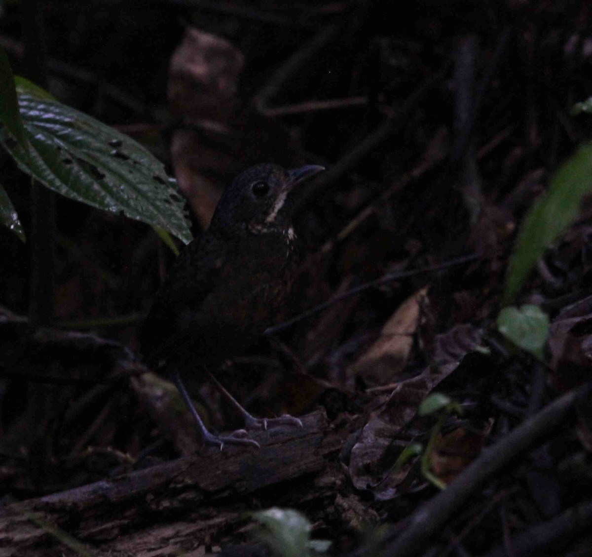 Scaled Antpitta - ML511616541