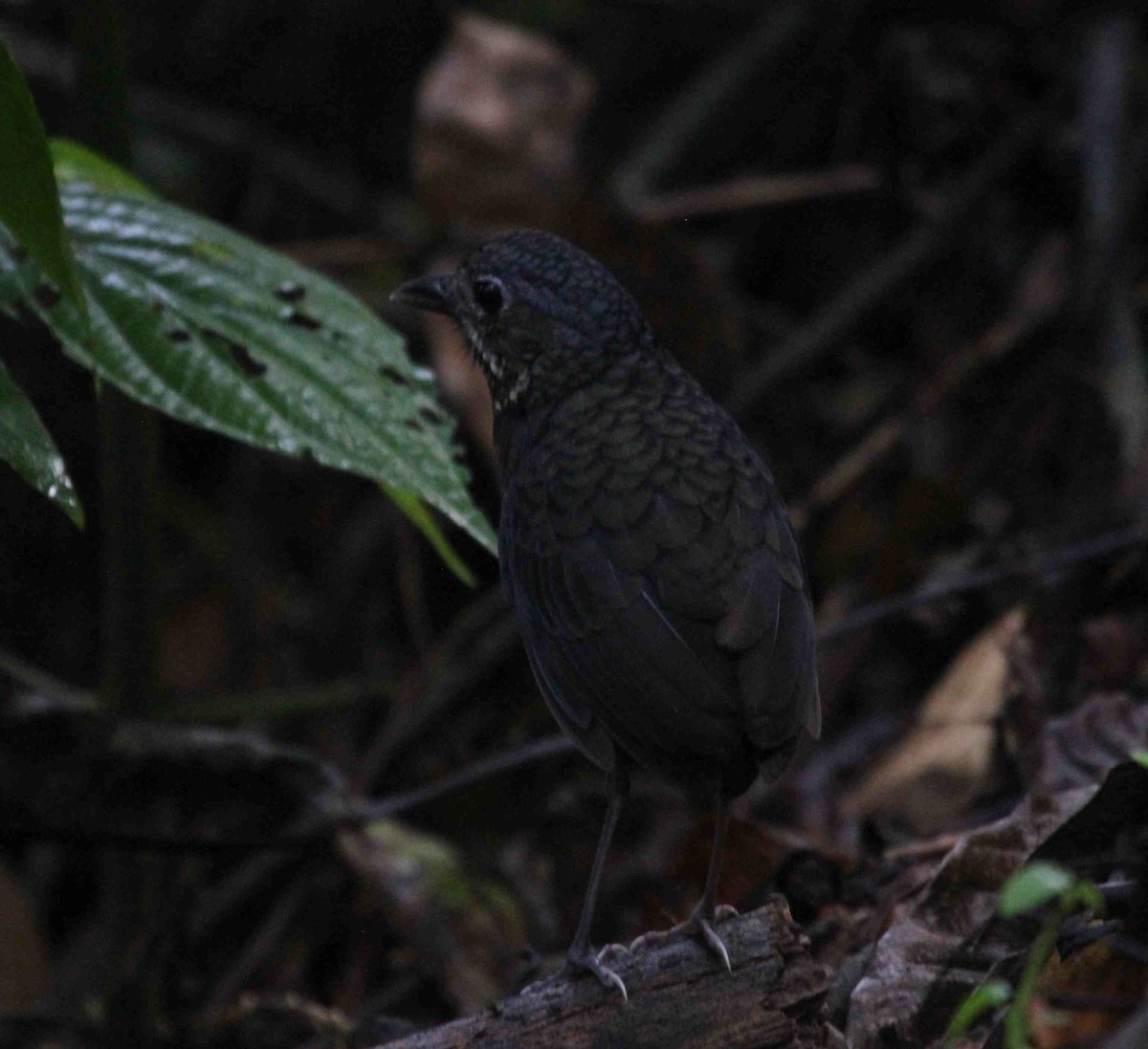 Scaled Antpitta - ML511616561