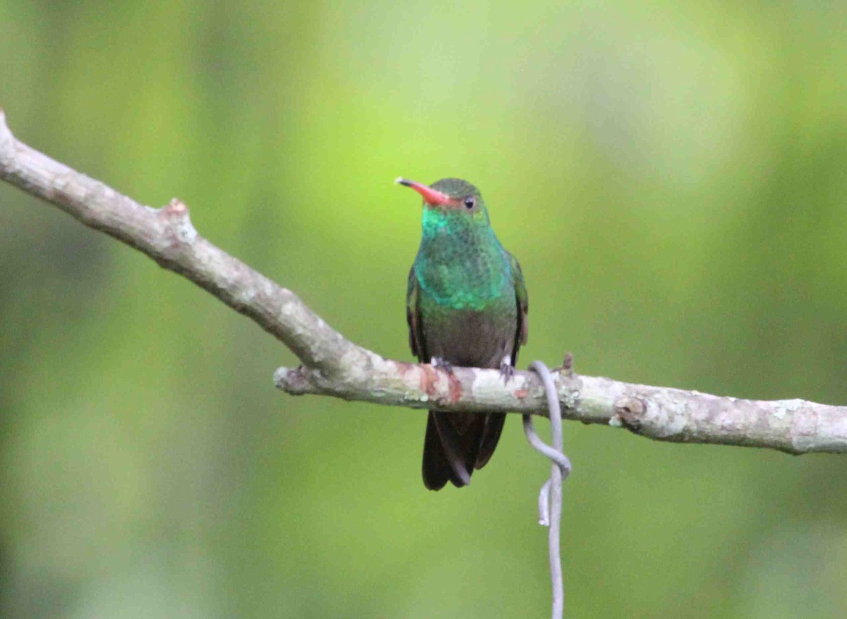 Rufous-tailed Hummingbird - Abby Darrah