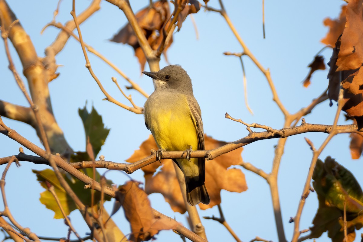 Cassin's Kingbird - Julie Edgley