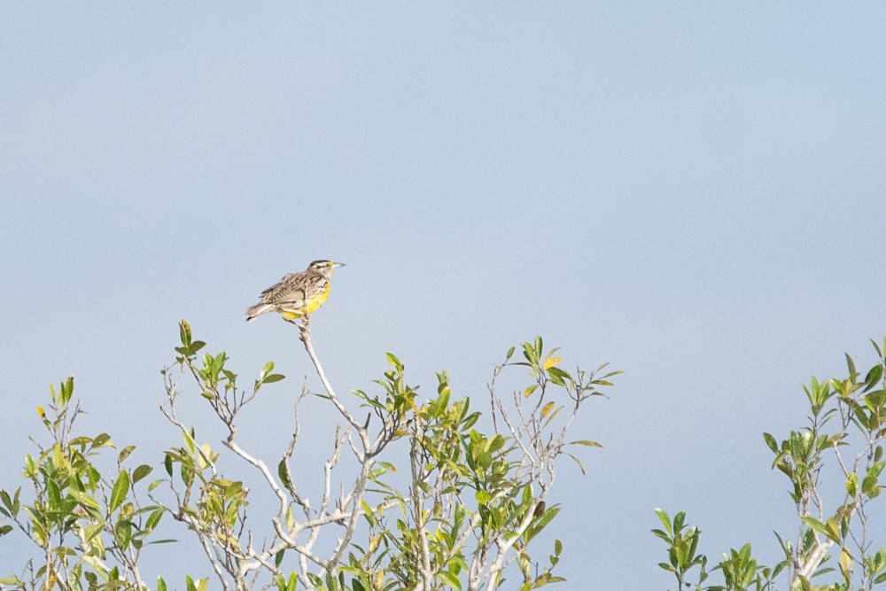 Eastern Meadowlark - ML51161911