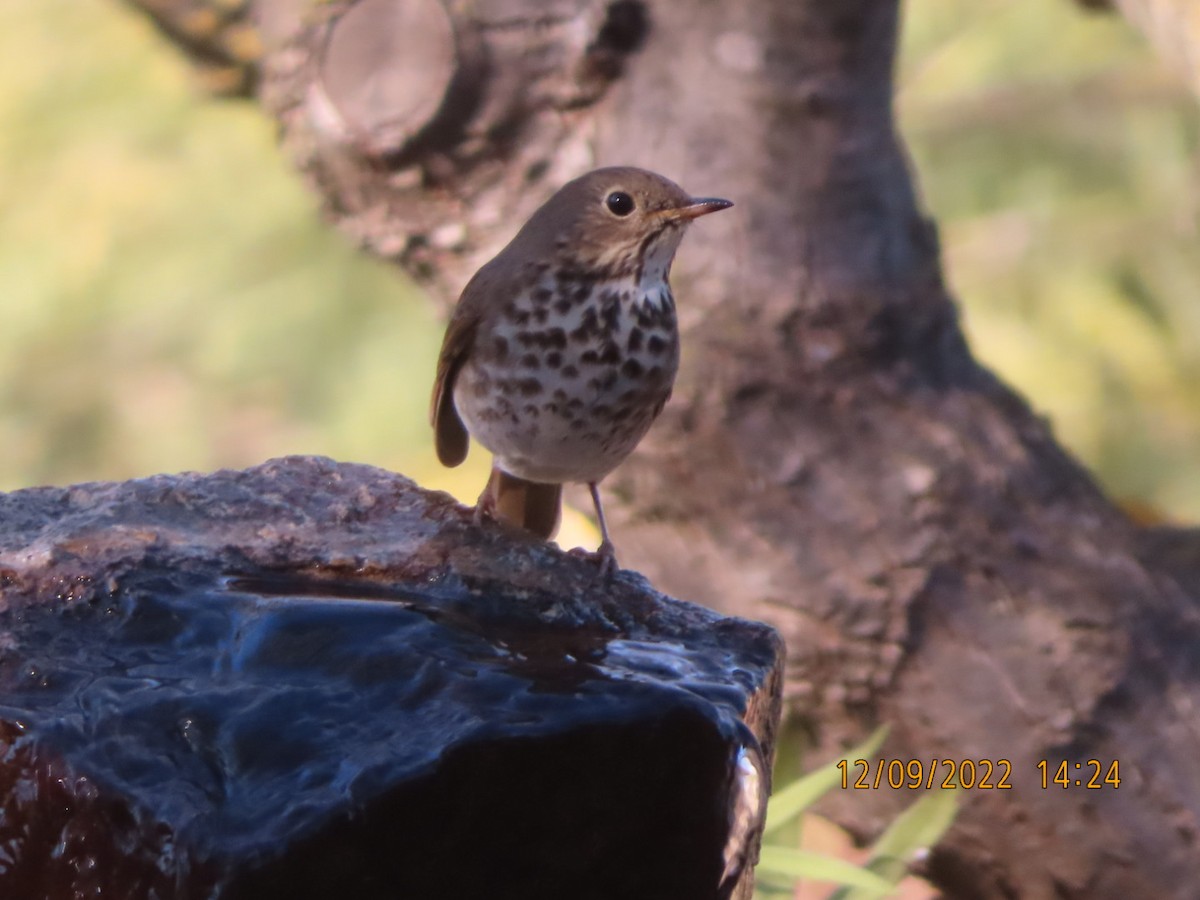 Hermit Thrush - ML511619371