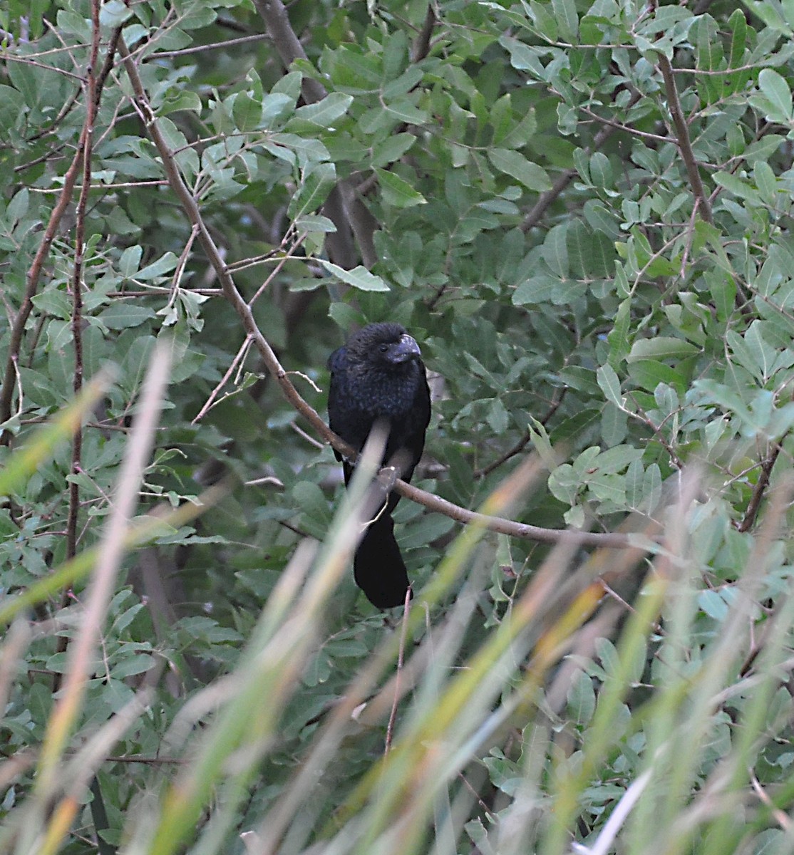 Smooth-billed Ani - ML511619481