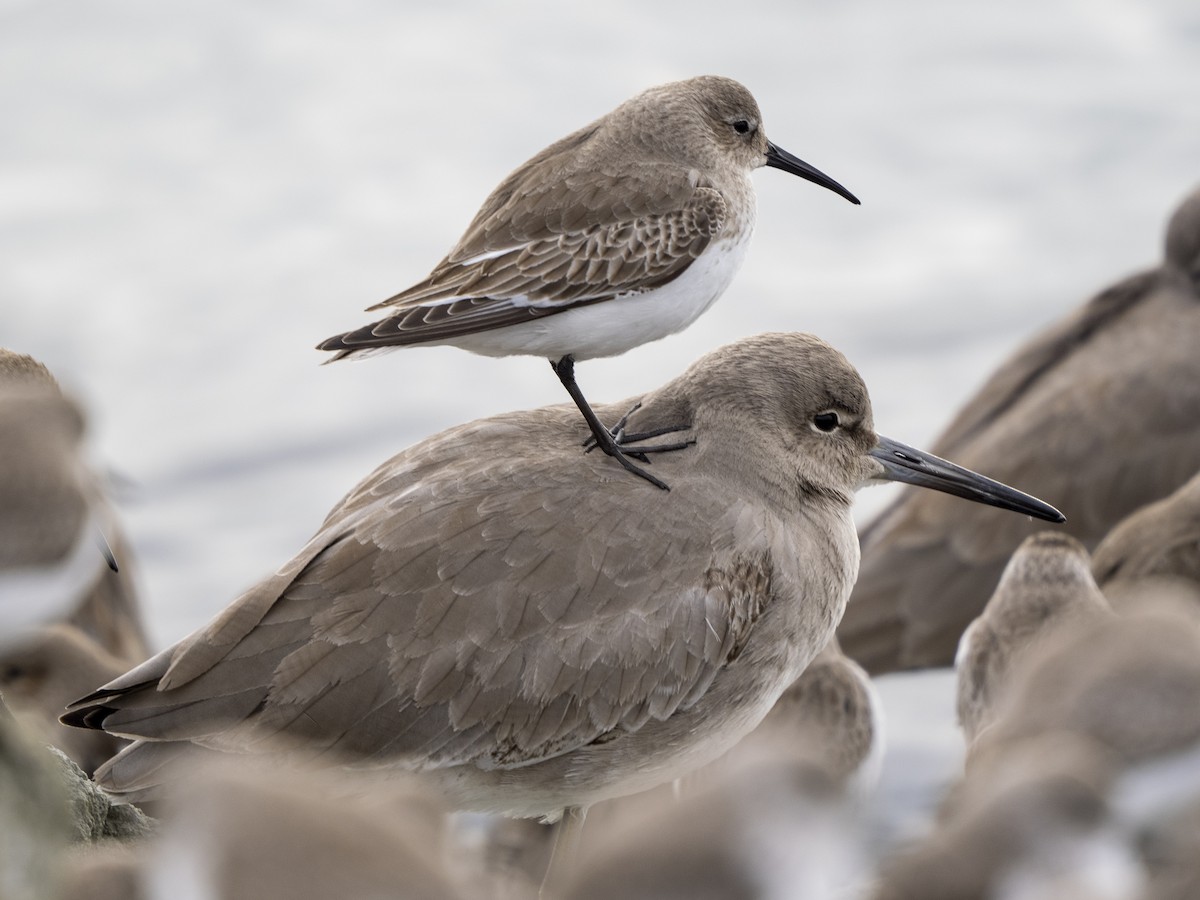 Dunlin - Steven Hunter