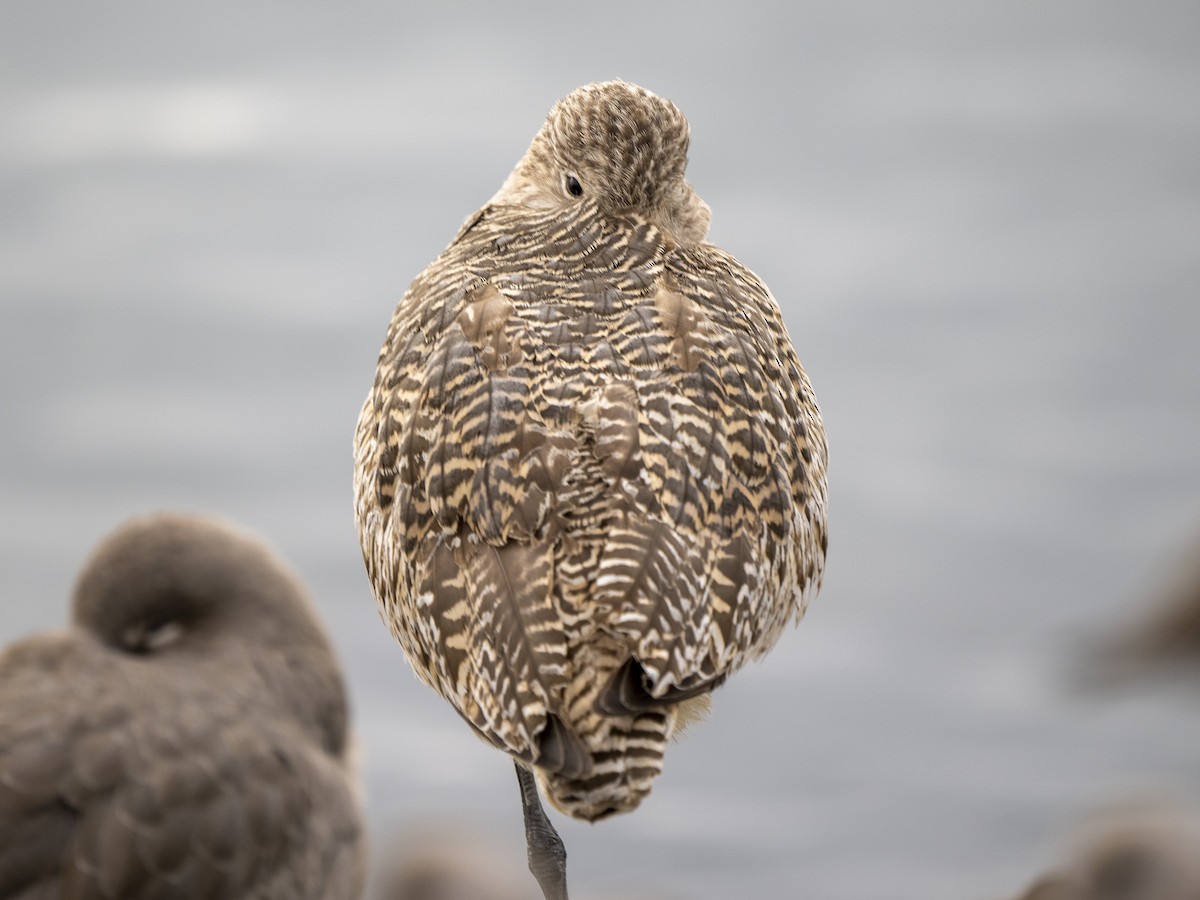 Marbled Godwit - Steven Hunter