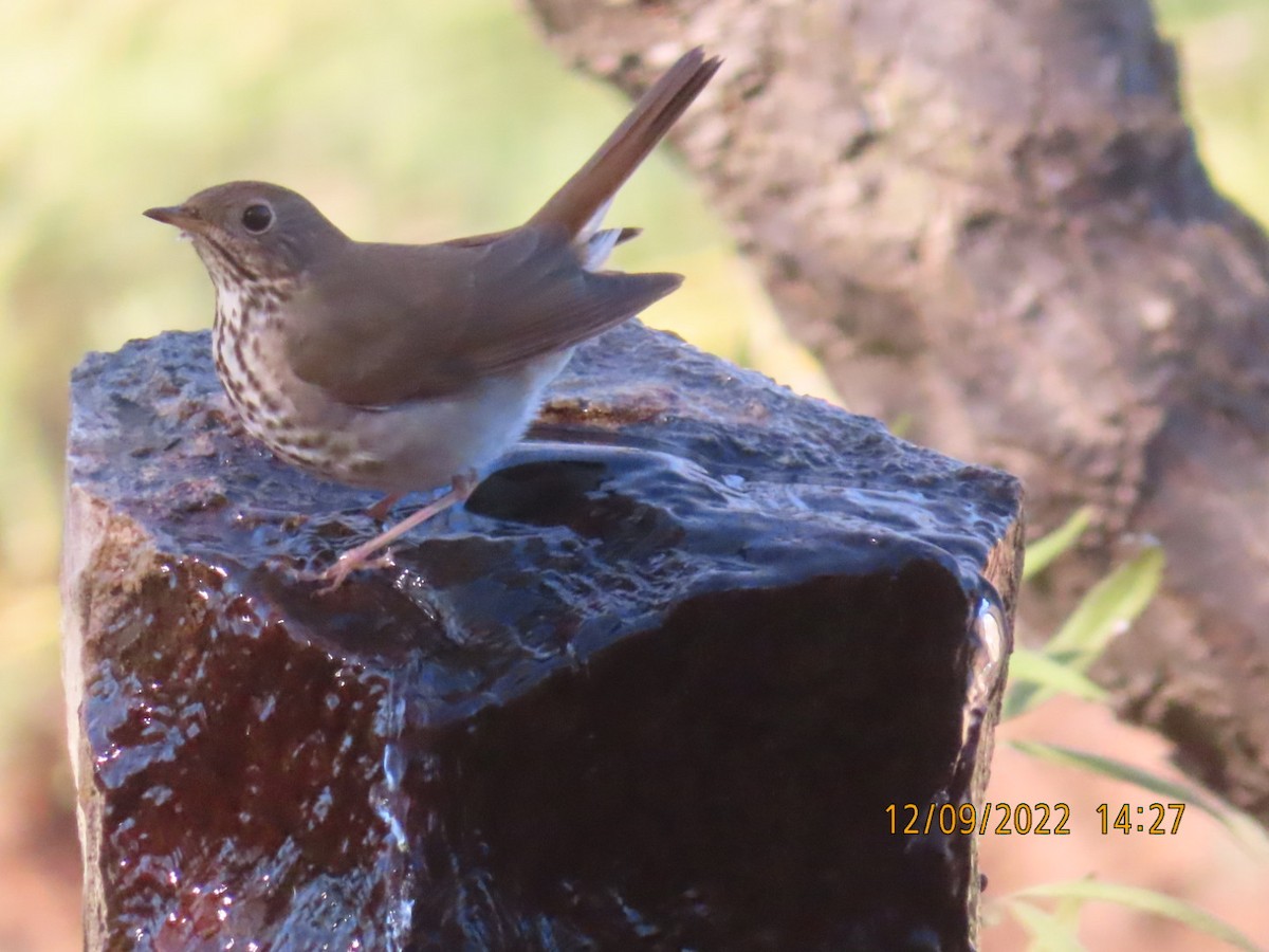 Hermit Thrush - ML511620611