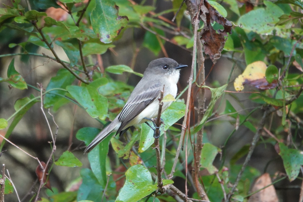 Eastern Phoebe - ML511620761