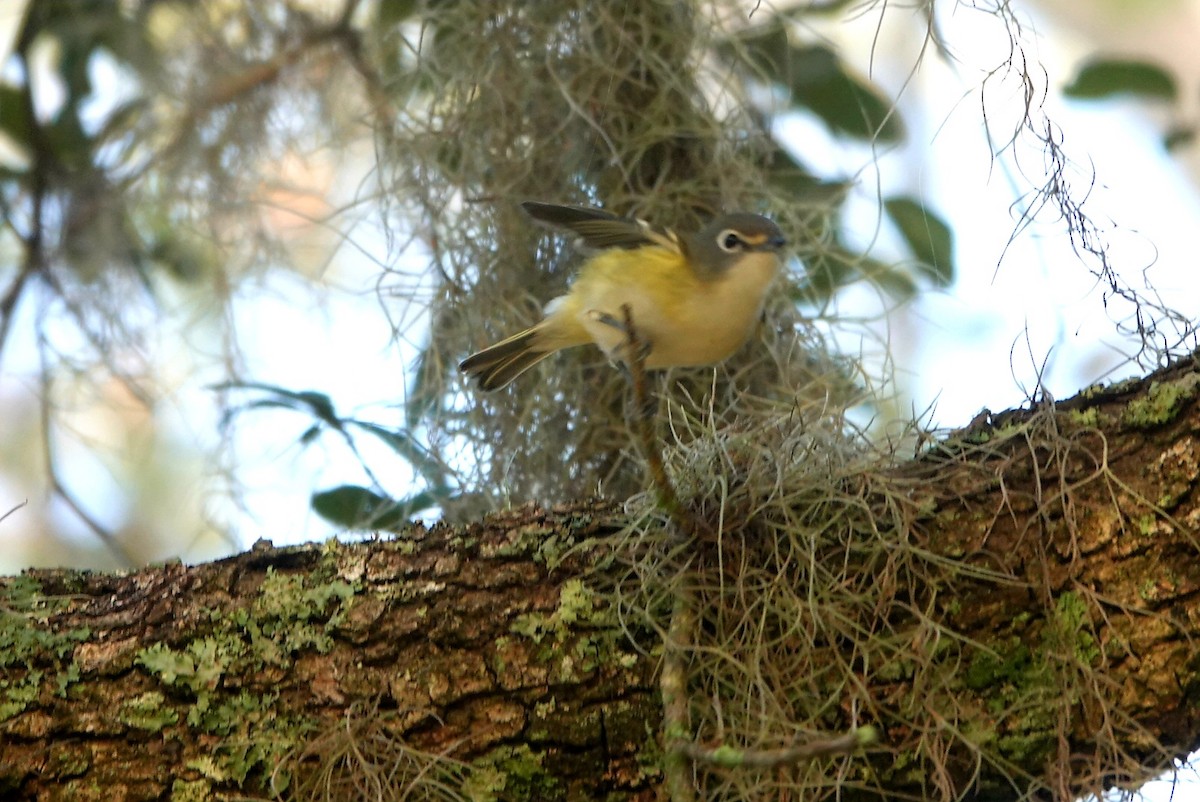 Graukopfvireo - ML511621781