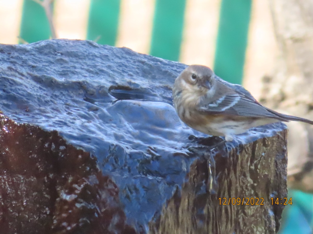 Yellow-rumped Warbler (Myrtle) - ML511621841