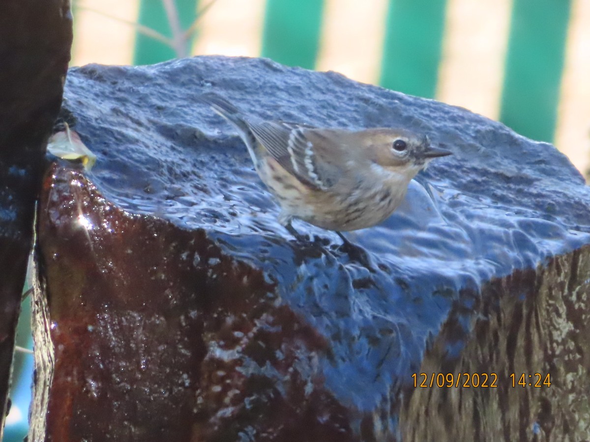 Yellow-rumped Warbler (Myrtle) - ML511621861