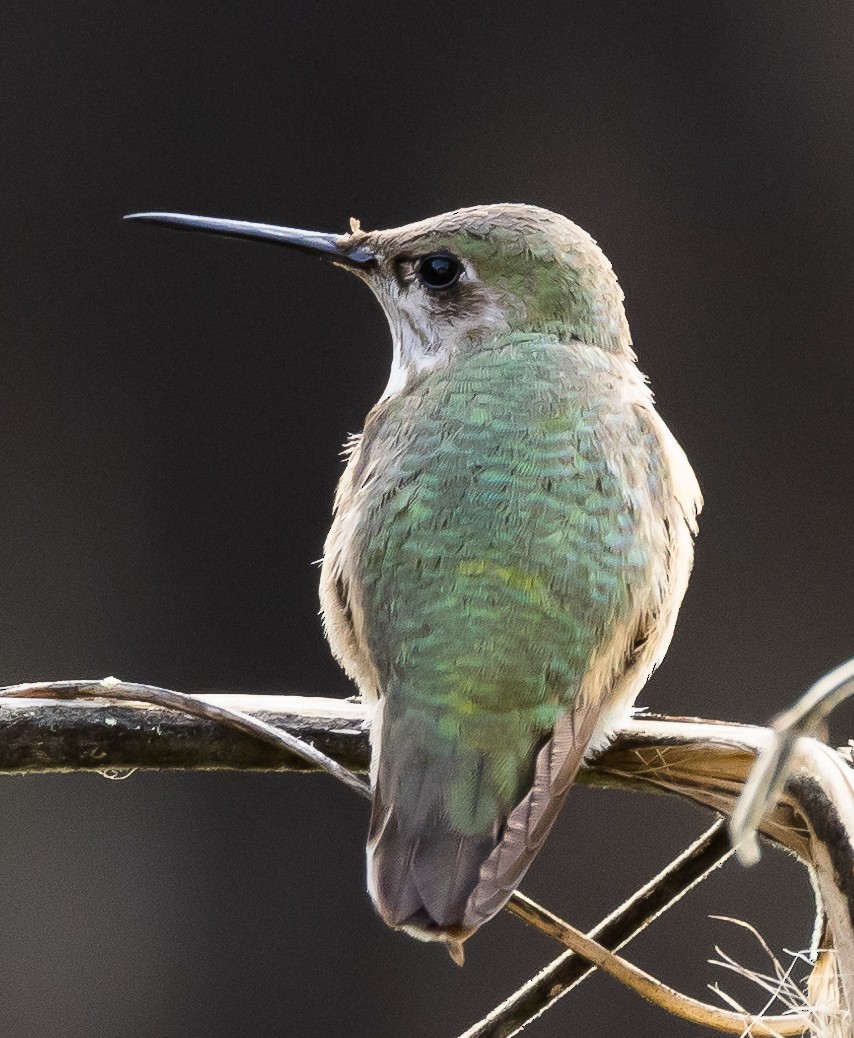 Calliope Hummingbird - ML511622801