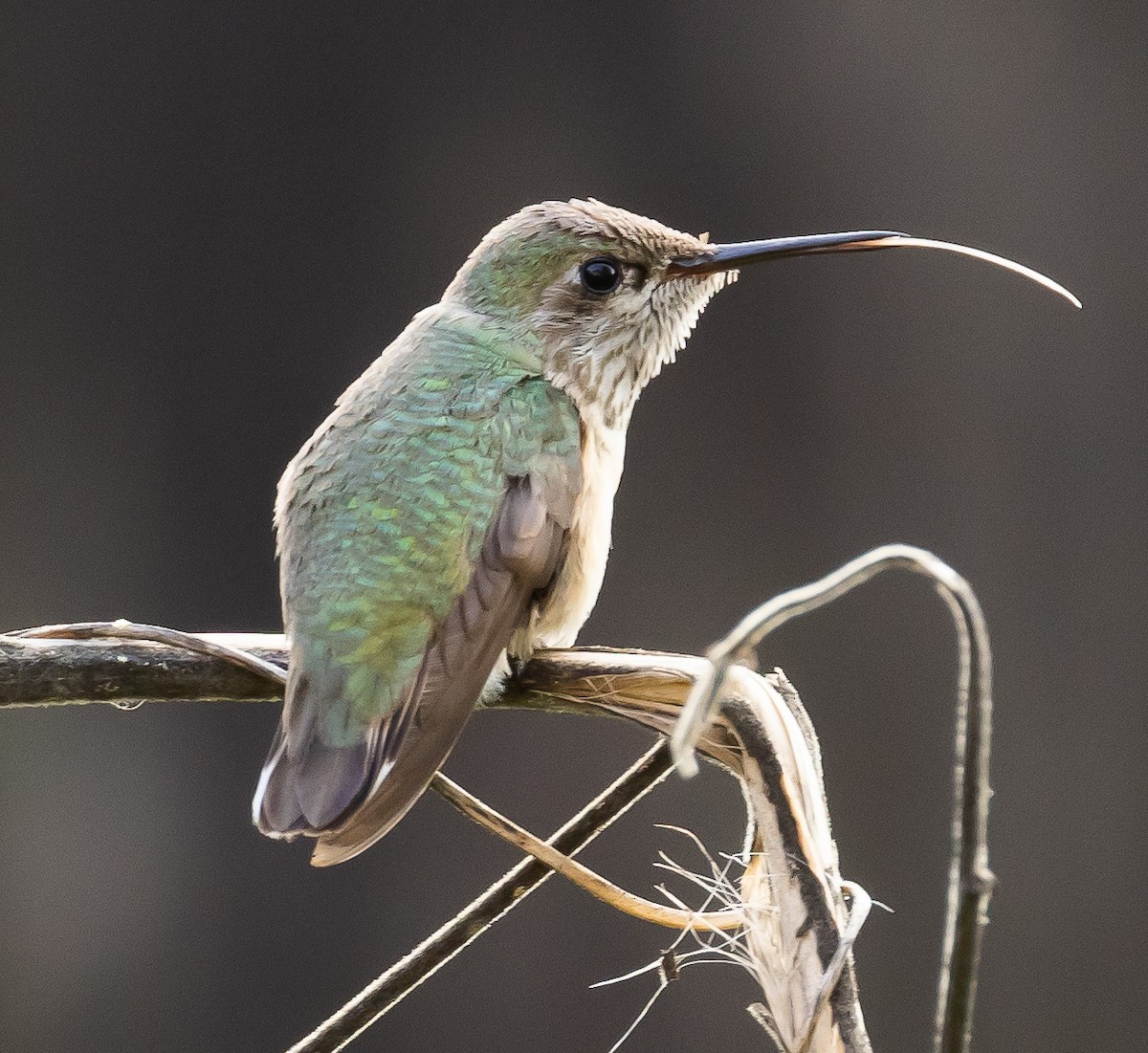 Calliope Hummingbird - ML511622831