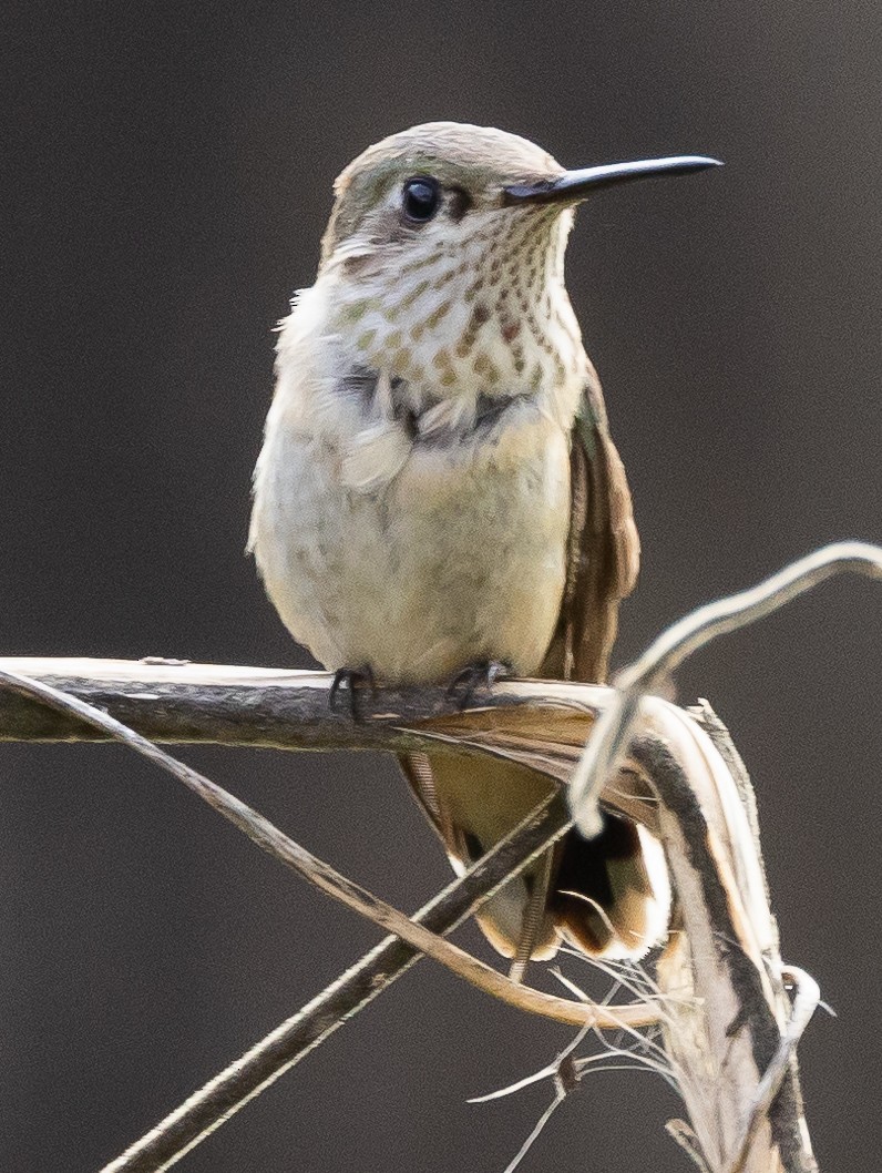 Calliope Hummingbird - ML511622871