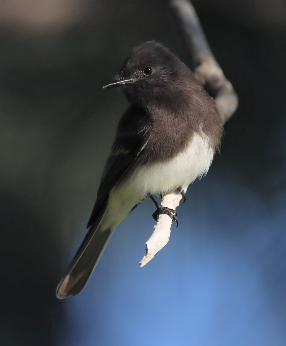 Black Phoebe - ML511622891
