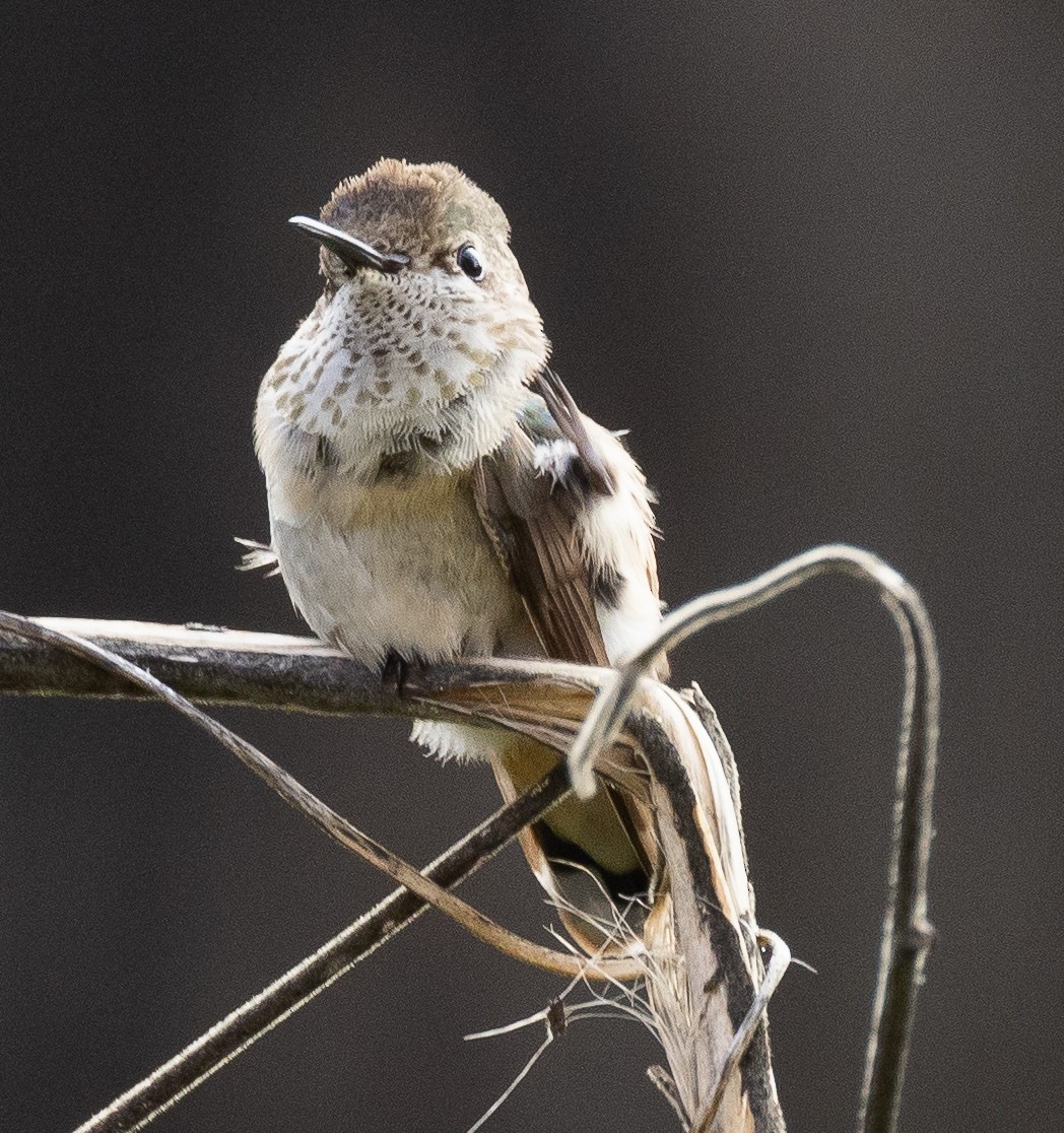 Calliope Hummingbird - ML511622911