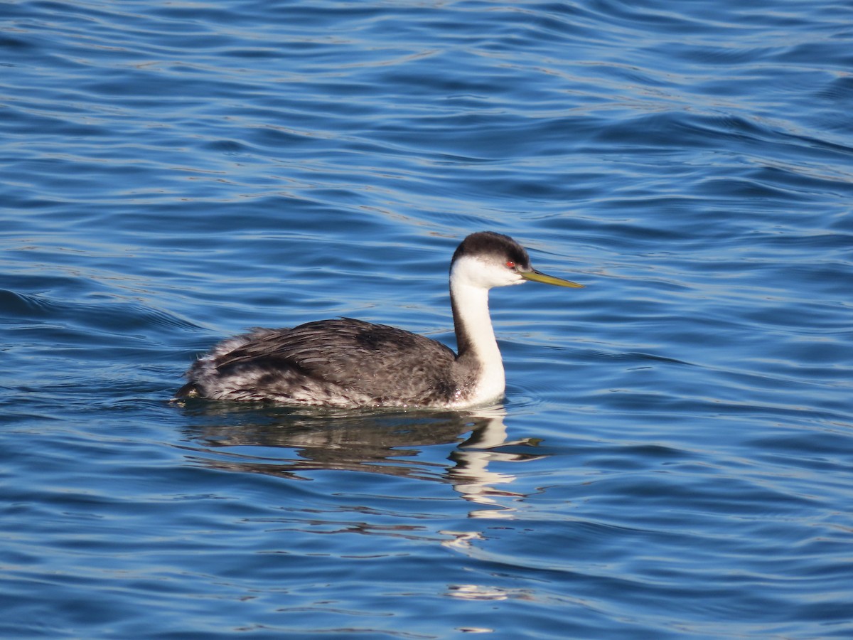 Western Grebe - ML511624691