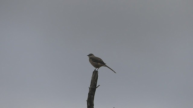 Moqueur polyglotte - ML511624831